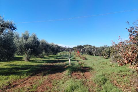 Landejendom i Carovigno, Brindisi, Carovigno - € 50.000 | Ref: 122977 - foto 11