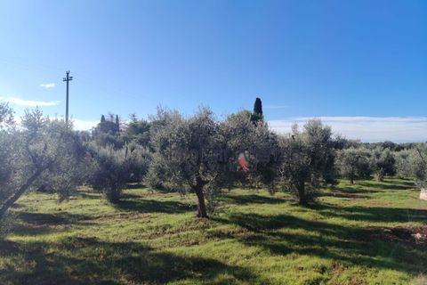 Landejendom i Carovigno, Brindisi, Carovigno - € 50.000 | Ref: 122977 - foto 10