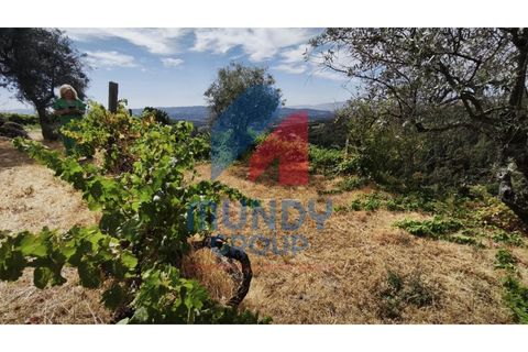 Farm i Vila Carvalho, Castelo Branco, Vila Carvalho - € 36.000 | Ref: 440059/25COV - foto 6