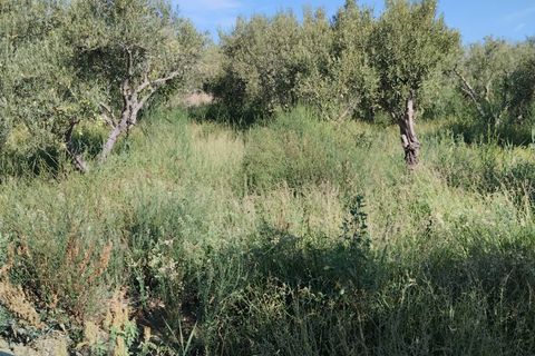 Terra a Ramacca, Catania, Ramacca - € 60.000 | Ref: 630 - foto 3