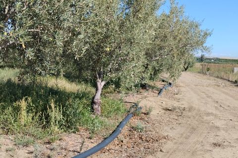 Terra a Ramacca, Catania, Ramacca - € 60.000 | Ref: 630 - foto 9