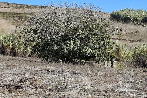 Helårsgrund i Sagres, Faro, Sagres - € 89.000 | Ref: KWPT-022550 - foto 7