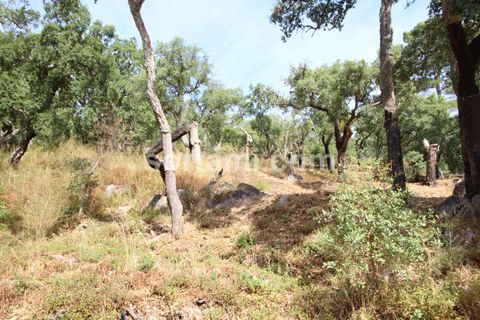 Villa i Monchique, Faro, Monchique - € 320.000 | Ref: Sort24206 - foto 11