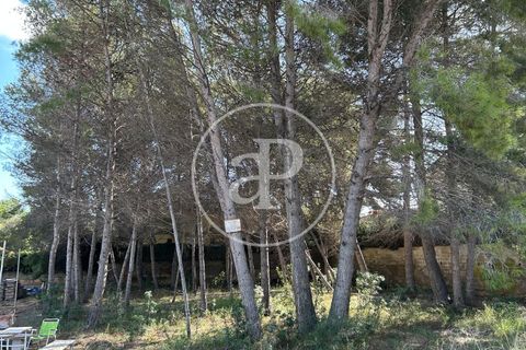 Terra a Paterna, Valencia, Paterna - € 298.000 | Ref: VV2510042 - foto 3