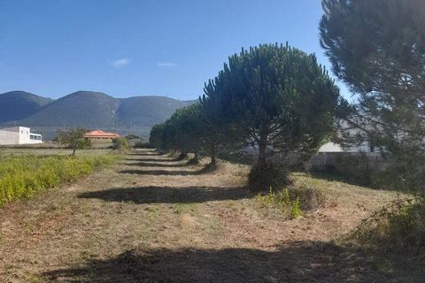 Terra a Alcobaca, Leiria, Alcobaca - € 86.000 | Ref: 709355 - foto 2