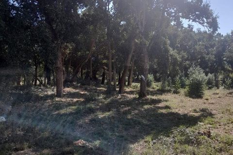 Terra a Alcobaca, Leiria, Alcobaca - € 45.000 | Ref: 709619 - foto 4