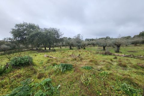 Terra a Borba, Evora, Borba - € 110.000 | Ref: JG1921 - foto 5