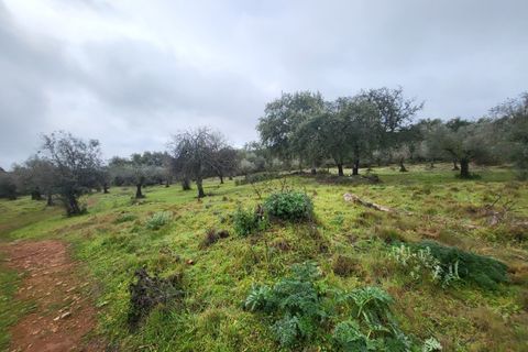 Terra a Borba, Evora, Borba - € 110.000 | Ref: JG1921 - foto 6