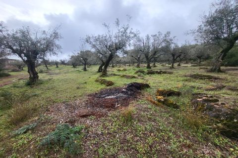 Terra a Borba, Evora, Borba - € 110.000 | Ref: JG1921 - foto 7