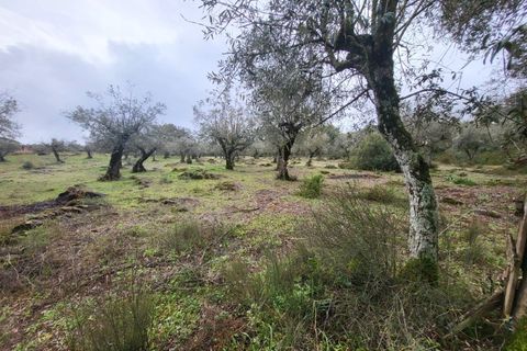 Terra a Borba, Evora, Borba - € 110.000 | Ref: JG1921 - foto 8