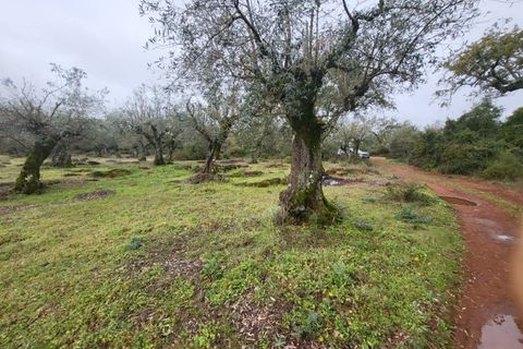Terra a Borba, Evora, Borba - € 110.000 | Ref: JG1921 - foto 9