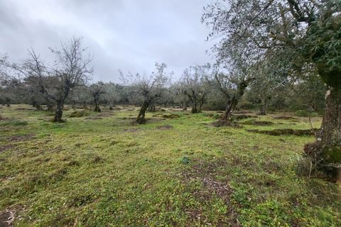 Terra a Borba, Evora, Borba - € 110.000 | Ref: JG1921 - foto 10