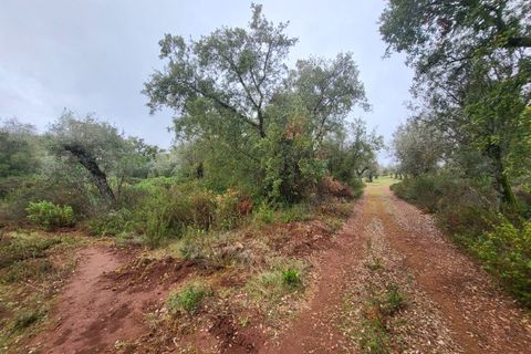 Terra a Borba, Evora, Borba - € 110.000 | Ref: JG1921 - foto 21