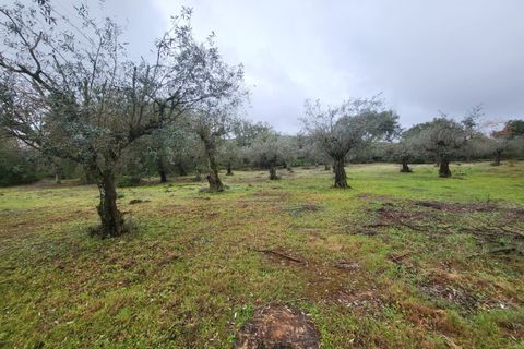 Terra a Borba, Evora, Borba - € 110.000 | Ref: JG1921 - foto 25
