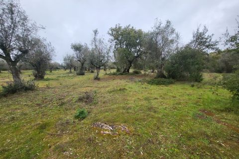 Terra a Borba, Evora, Borba - € 110.000 | Ref: JG1921 - foto 28