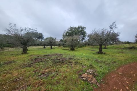 Terra a Borba, Evora, Borba - € 110.000 | Ref: JG1921 - foto 31