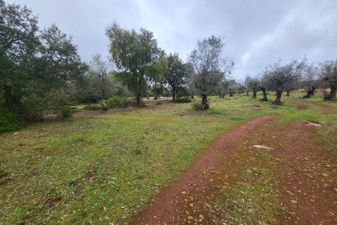 Terra a Borba, Evora, Borba - € 110.000 | Ref: JG1921 - foto 32