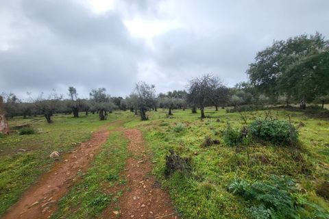 Terra a Borba, Evora, Borba - € 110.000 | Ref: JG1921 - foto 33