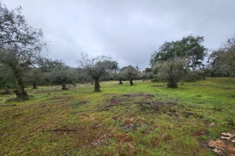 Terra a Borba, Evora, Borba - € 110.000 | Ref: JG1921 - foto 42