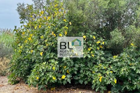Villa i Tavira, Faro, Tavira - € 540.000 | Ref: CAS_755 - foto 15