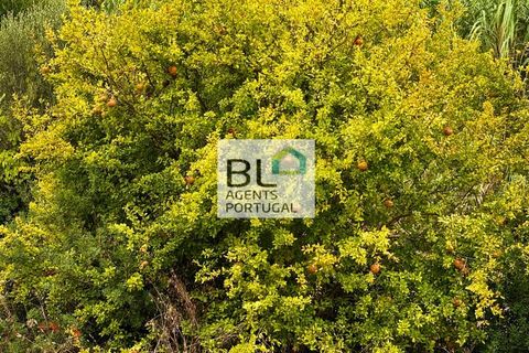Villa i Tavira, Faro, Tavira - € 540.000 | Ref: CAS_755 - foto 20