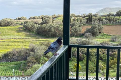 Granja a Telde, Gran Canaria, Telde - € 12.000.000 | Ref: S0231/5259 - foto 28