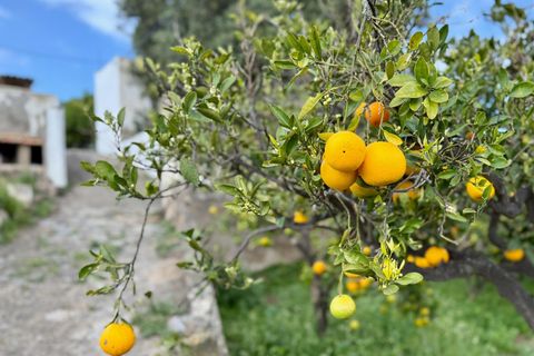 Granja a Telde, Gran Canaria, Telde - € 12.000.000 | Ref: S0231/5259 - foto 38