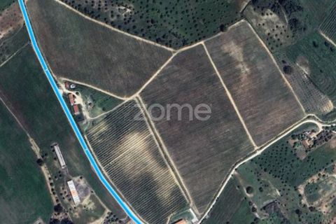 Villa i Torres Novas, Santarem, Torres Novas - € 780.000 | Ref: ZMPT577485 - foto 7