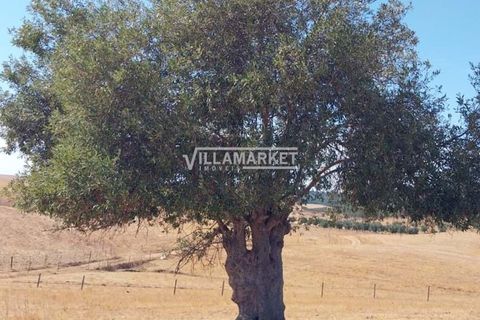 Terra a Aljustrel, Beja, Aljustrel - € 92.000 | Ref: JF-401EE - foto 16