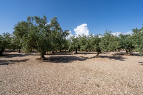 Finca i Ulldecona, Tarragona, Ulldecona - € 21.000 | Ref: 279 - foto 5