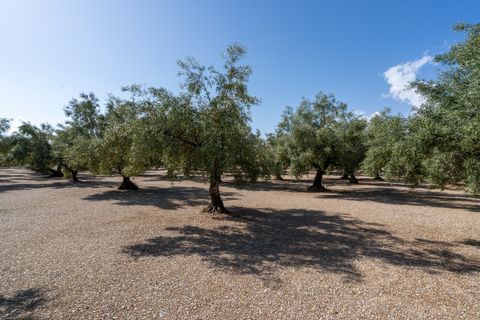 Finca i Ulldecona, Tarragona, Ulldecona - € 21.000 | Ref: 279 - foto 3