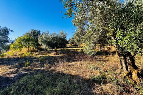 Villa i Tomar, Santarem, Tomar - € 120.000 | Ref: TL074 - foto 30