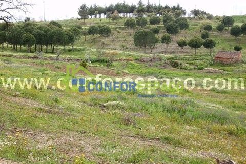 Landejendom i Castelo Branco, Castelo Branco, Castelo Branco - € 375.000 | Ref: 13067 - foto 13