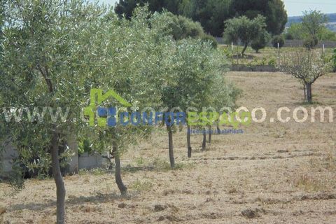 Helårsgrund i Castelo Branco, Castelo Branco, Castelo Branco - € 100.000 | Ref: 19048 - foto 7