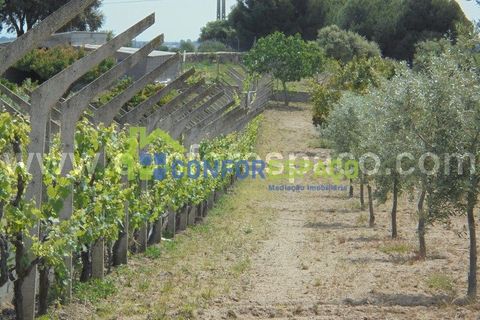 Helårsgrund i Castelo Branco, Castelo Branco, Castelo Branco - € 100.000 | Ref: 19048 - foto 2