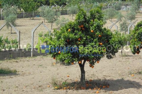 Helårsgrund i Castelo Branco, Castelo Branco, Castelo Branco - € 95.000 | Ref: 19049 - foto 10