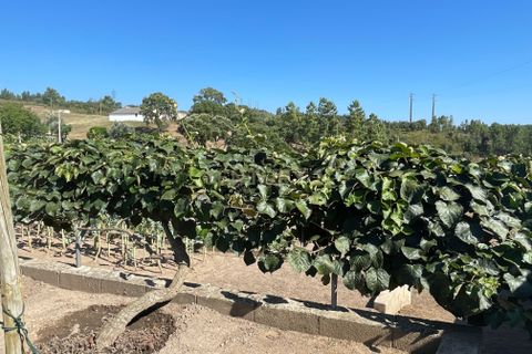 Helårsgrund i Abrantes, Santarem, Abrantes - € 129.000 | Ref: C0364-03572 - foto 17