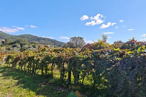 Bungalow i Ponte de Lima, Viana do Castelo, Ponte de Lima - € 295.000 | Ref: PTL-001-132 - foto 5