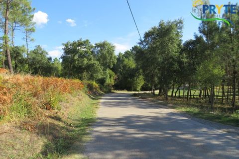Ruinere i Serta, Castelo Branco, Serta - € 35.000 | Ref: SO10 - foto 9