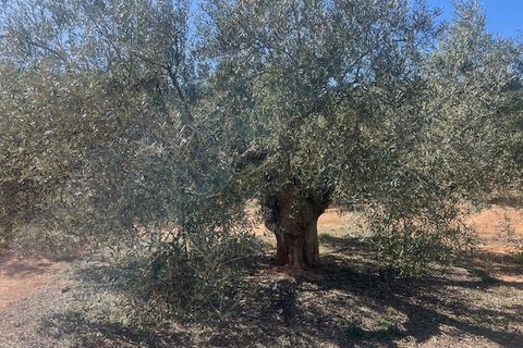 Finca i Ayora, Valencia, Ayora - € 145.000 | Ref: S-1544628 - foto 13
