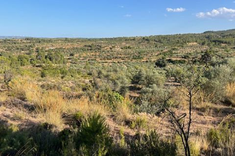 Finca i Ayora, Valencia, Ayora - € 49 000 | Ref: S-1580577 - foto 6