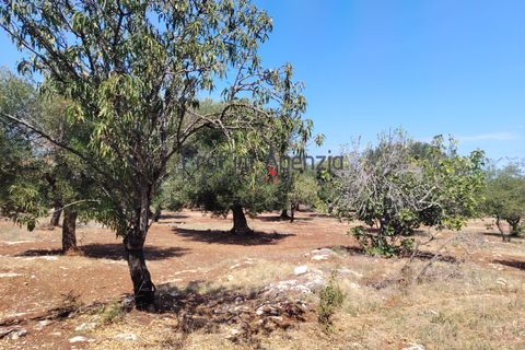 Helårsgrund i Carovigno, Brindisi, Carovigno - € 45.000 | Ref: 122964 - foto 6