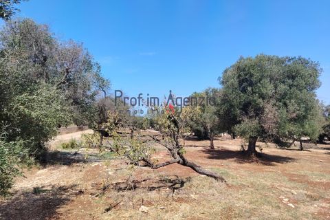 Helårsgrund i Carovigno, Brindisi, Carovigno - € 45.000 | Ref: 122964 - foto 9