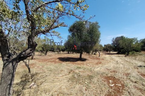 Helårsgrund i Carovigno, Brindisi, Carovigno - € 45.000 | Ref: 122964 - foto 3