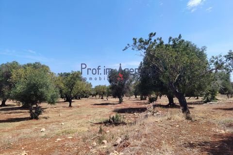Helårsgrund i Carovigno, Brindisi, Carovigno - € 45.000 | Ref: 122964 - foto 7