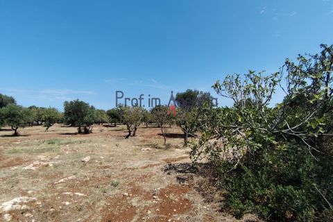 Helårsgrund i Carovigno, Brindisi, Carovigno - € 45.000 | Ref: 122964 - foto 2