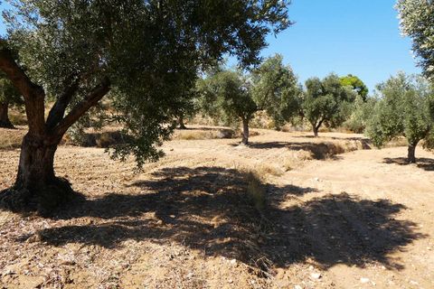 Finca i Maella, Zaragoza, Maella - € 69.000 | Ref: 1081 - foto 30