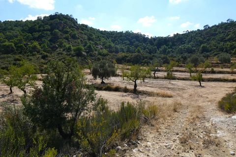 Finca i Maella, Zaragoza, Maella - € 69.000 | Ref: 1081 - foto 18