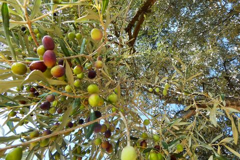 Finca i Maella, Zaragoza, Maella - € 69.000 | Ref: 1081 - foto 27