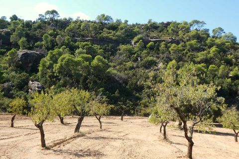 Finca i Maella, Zaragoza, Maella - € 69.000 | Ref: 1081 - foto 24